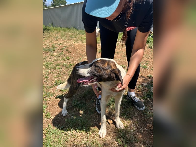 Menschenbezogene Apricot sucht ihr Zuhause ❤️