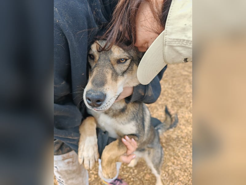 ARTHUR sucht seine Für-Immer-Familie❤️
