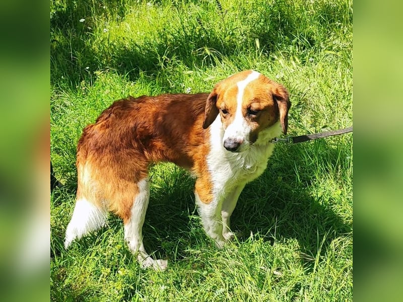 Zuhause gesucht für die wundervolle Renne ❤️