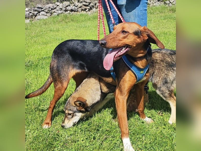 Tilly sucht ihr forever Home❤️