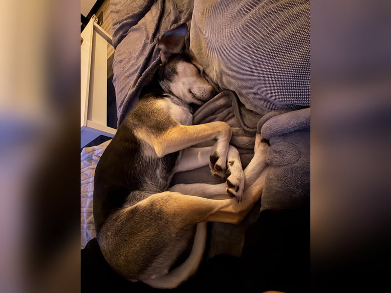 Ronja sucht ein Zuhause oder eine PS