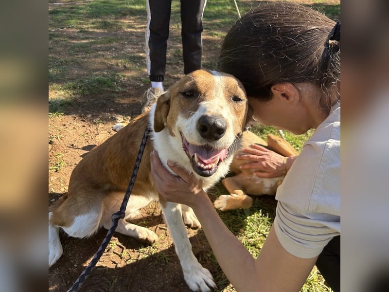 Zuhause gesucht für die wundervolle Renne ❤️
