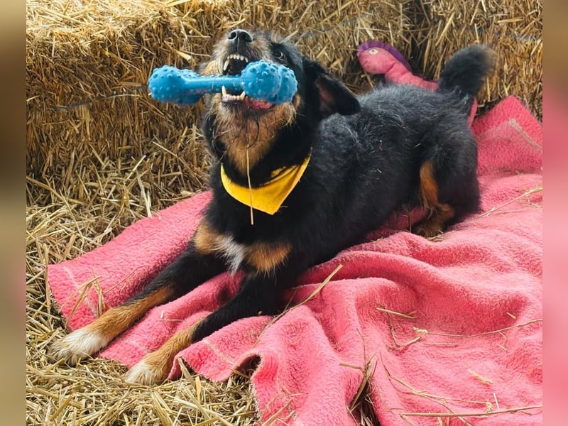 CARLO sucht sein perfect match ❤️