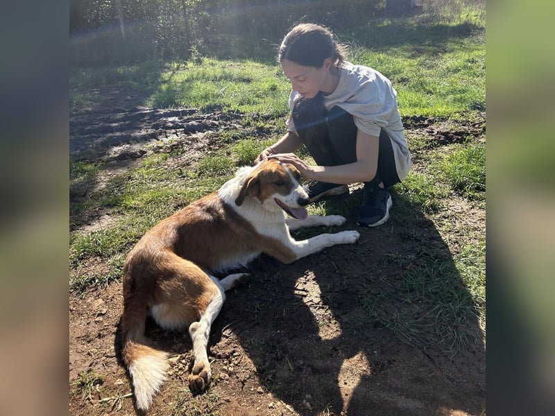 Zuhause gesucht für die wundervolle Renne ❤️
