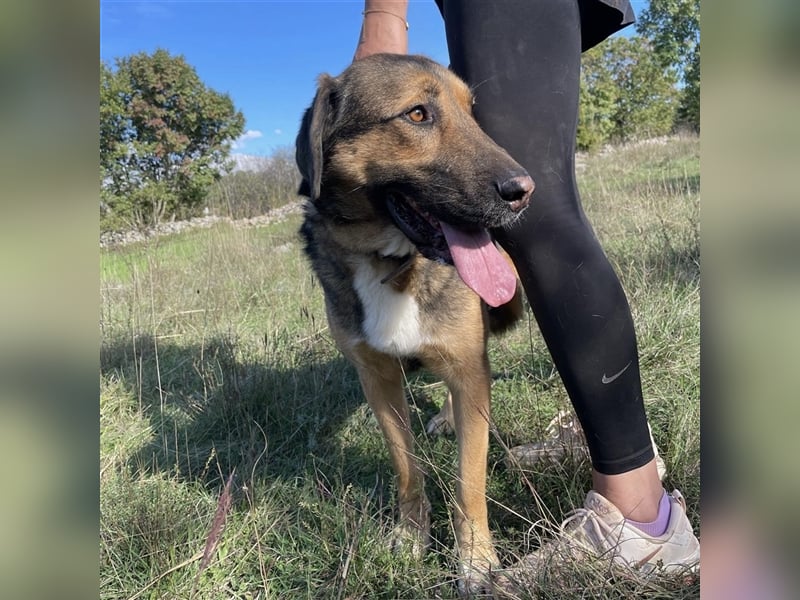 Corny sucht sein Für-Immer-Zuhause ❤️