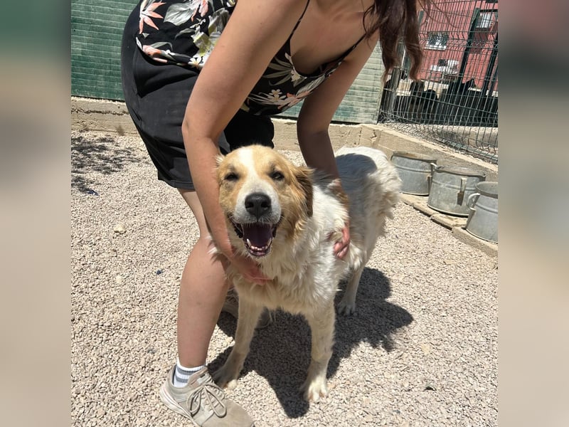 Ramona wartet im Shelter auf ihre Familie ❤️