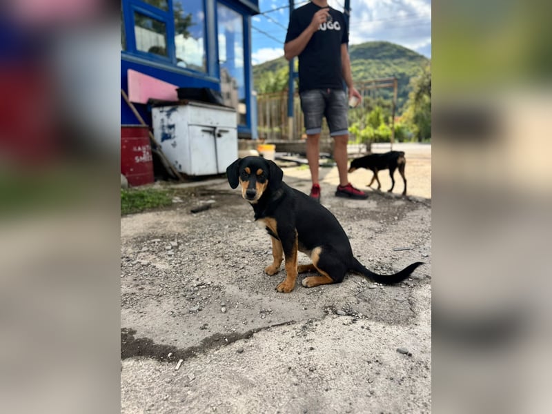 Vermittlungshilfe für Lola❤️
