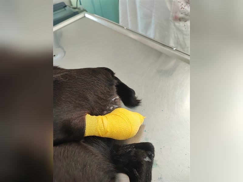 Süßmann Kaz sucht sein Für-Immer-Körbchen