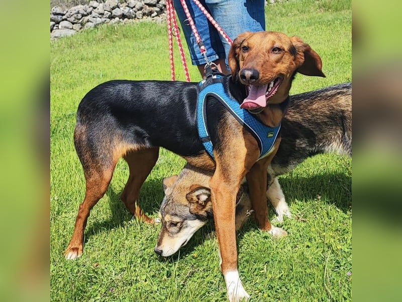 Tilly sucht ihr forever Home❤️