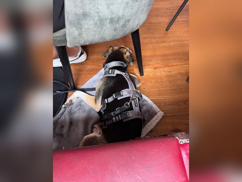 Ronja sucht ein Zuhause oder eine PS