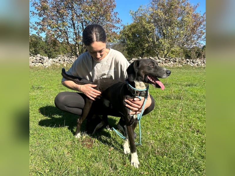 Bobi sucht sein Für-Immer-Zuhause ❤️