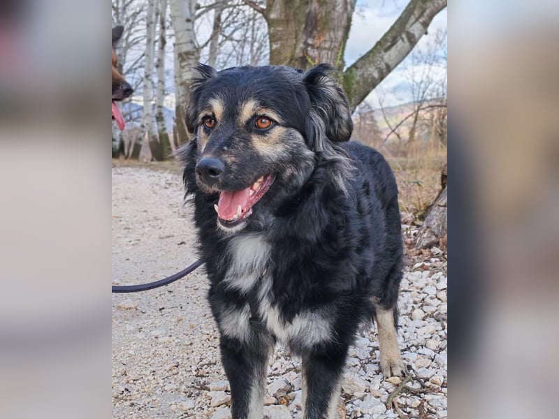 Mirta sucht ihr forever Home❤️