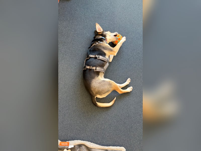 Ronja sucht ihr forever Home❤️