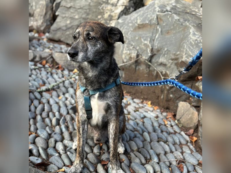 Vermittlungshilfe für Jack ❤️