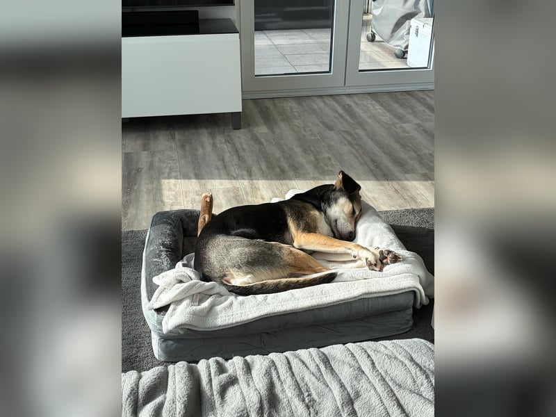 Ronja sucht ein Zuhause oder eine PS