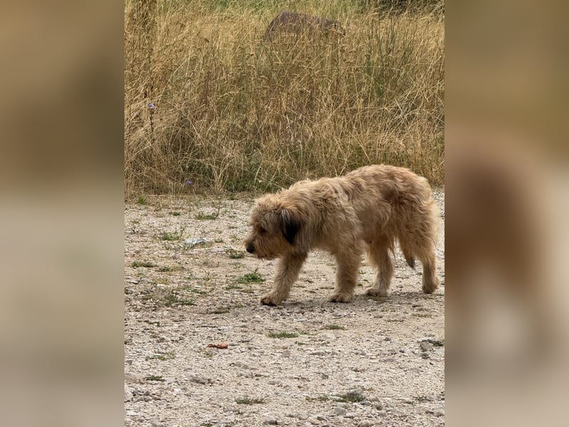 Hundemama Cupka sucht liebevolles Zuhause ❤️