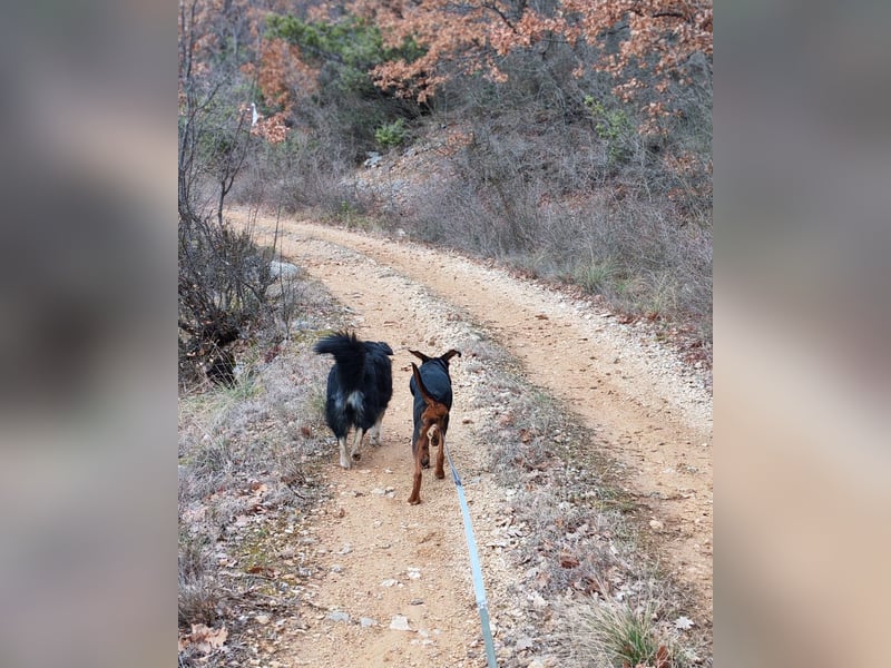 Mirta sucht ihr forever Home❤️