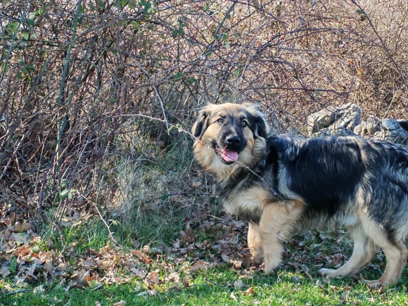 Sanfter Ozzy sucht seine Familie ❤️