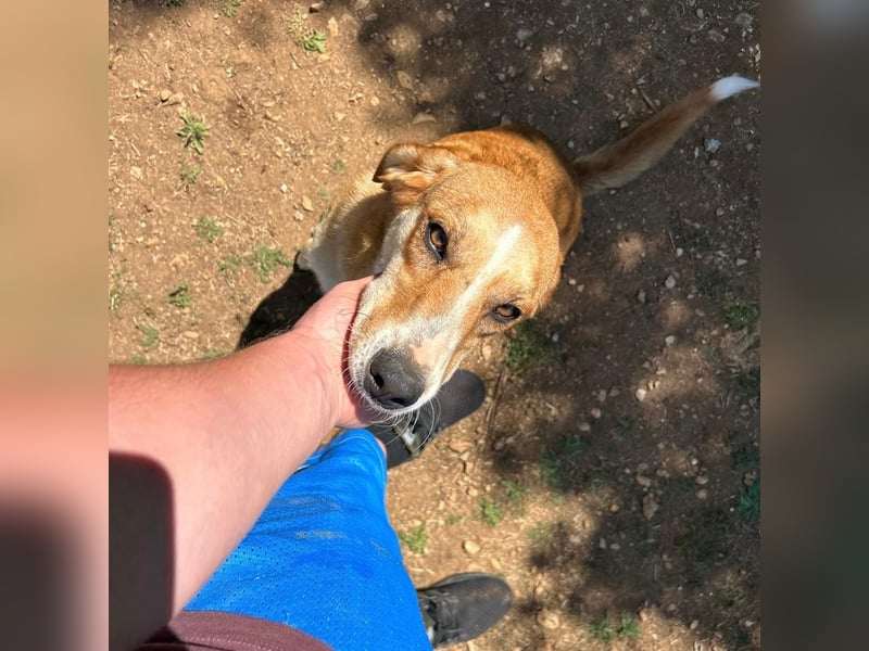 Zarte Seele Sanja sucht Für-Immer-Zuhause❤️