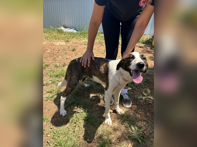 Menschenbezogene Apricot sucht ihr Zuhause ❤️