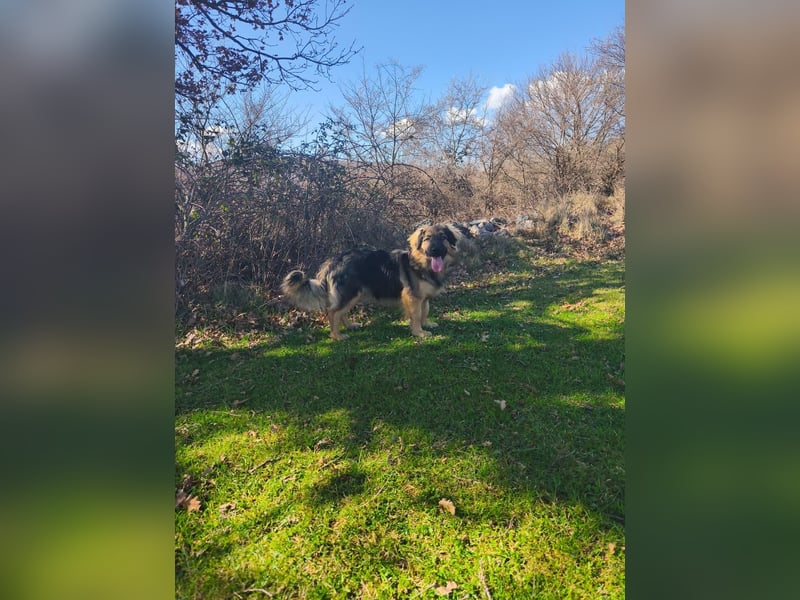 Sanfter Ozzy sucht seine Familie ❤️