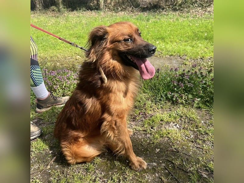 Hübscher Reno sucht ein Zuhause ❤️