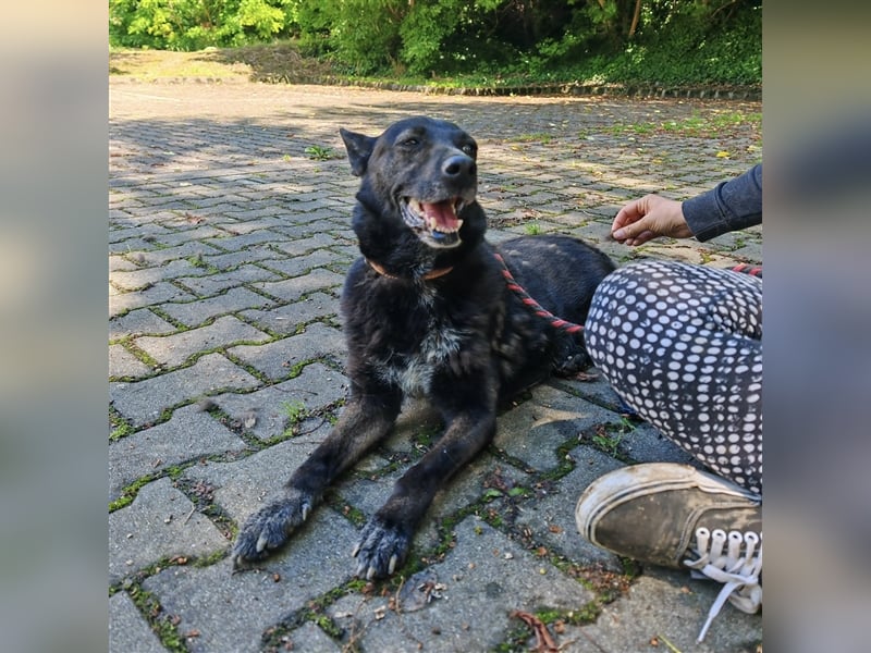 Pici sucht dringend ein Zuhause ❤️