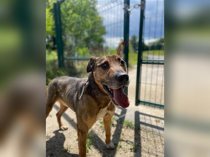 Voni sucht sein forever home ❤️