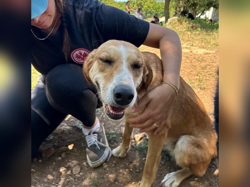 Zarte Seele Sanja sucht Für-Immer-Zuhause❤️