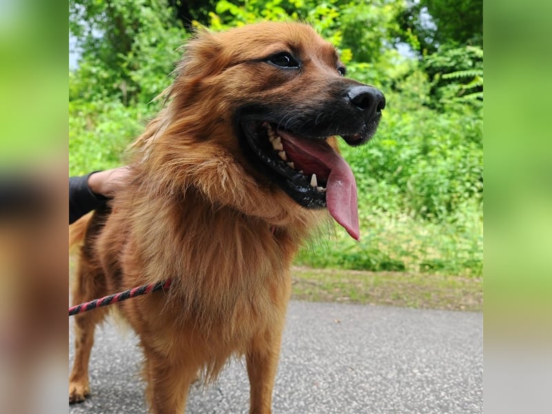 Hübscher Reno sucht ein Zuhause ❤️