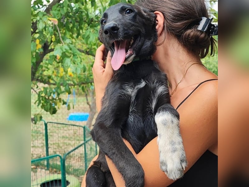 Süßmann Jokeli sucht ein Zuhause oder eine Pflegestelle ❤️