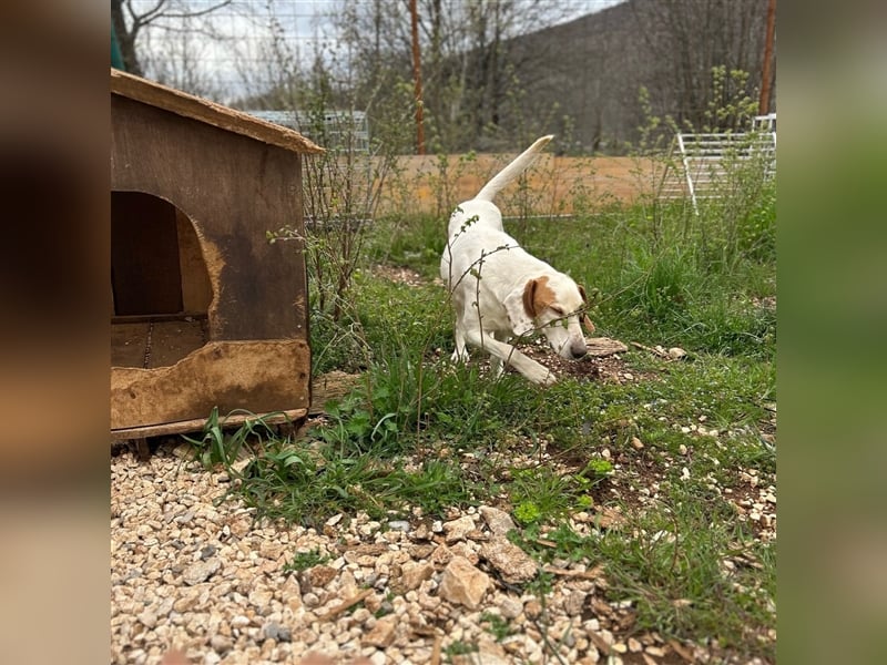 Irma sucht ein Zuhause ❤️