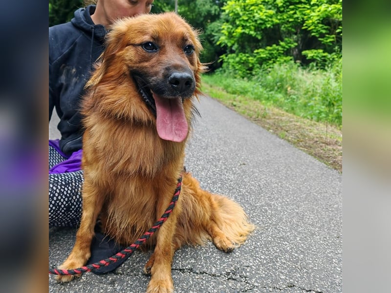 Hübscher Reno sucht ein Zuhause ❤️
