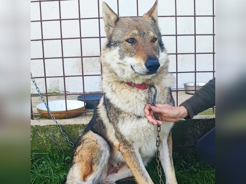 Freundliche IRA sucht ihr Zuhause ❤️