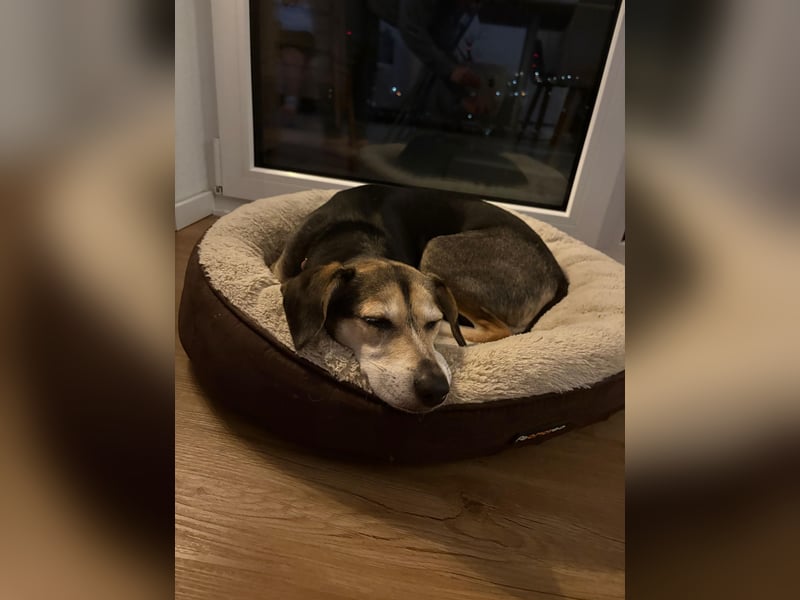 Ronja sucht ihr forever Home❤️