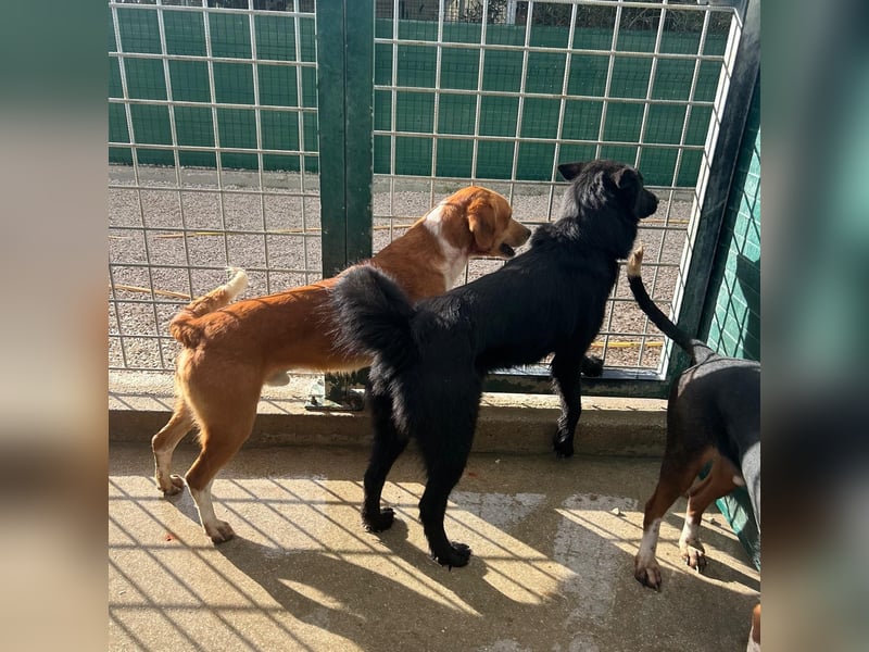 Liebe Mirka sucht ihre Familie ❤️