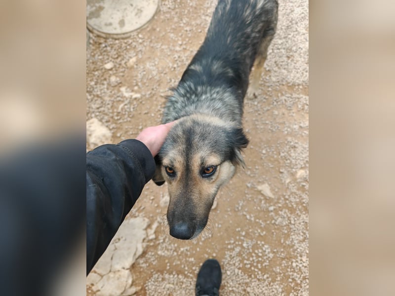 LOGAN sucht seine Familie ❤️