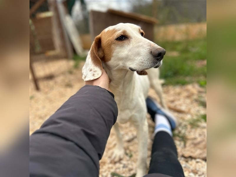 Irma sucht ein Zuhause ❤️