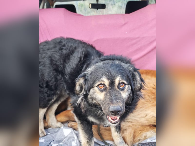 Mirta sucht ihr forever Home❤️