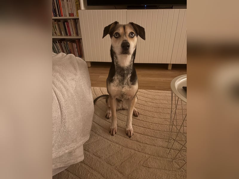 Ronja sucht ihr forever Home❤️