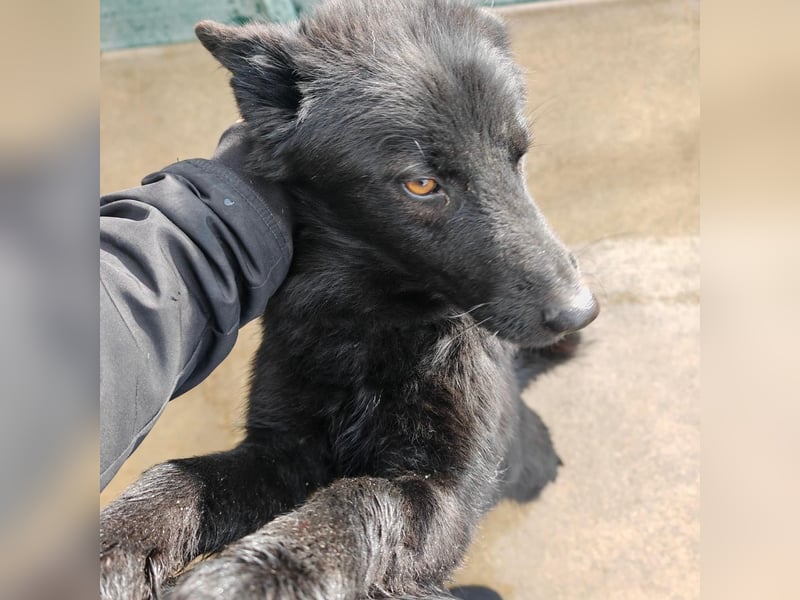 Liebe Mirka sucht ihre Familie ❤️