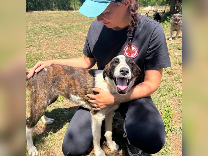 Menschenbezogene Apricot sucht ihr Zuhause ❤️