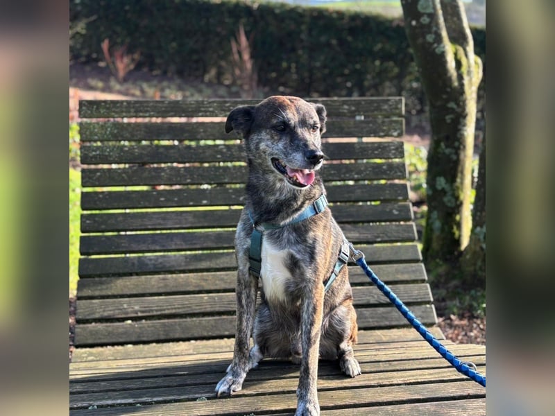 Vermittlungshilfe für Jack ❤️