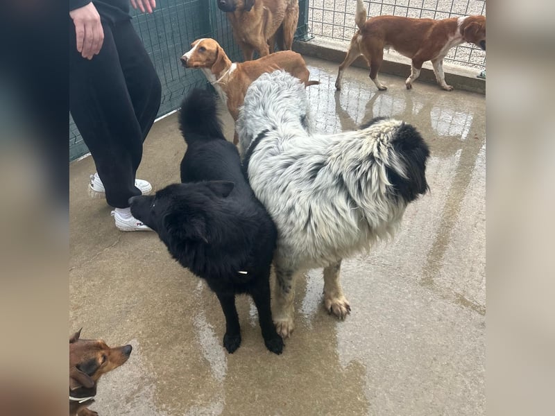 Liebe Mirka sucht ihre Familie ❤️