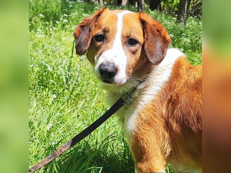 Zuhause gesucht für die wundervolle Renne ❤️