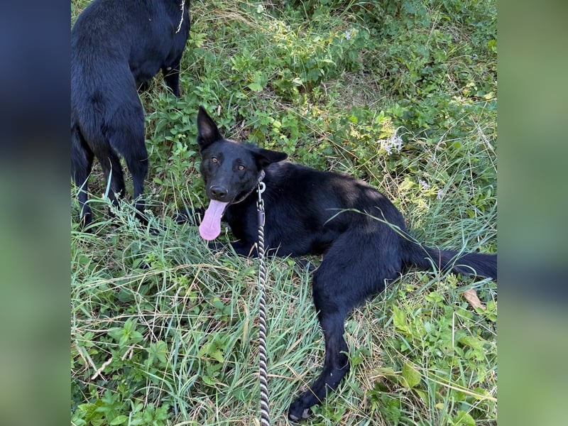 Mario sucht sein Für-immer-Zuhause ❤️
