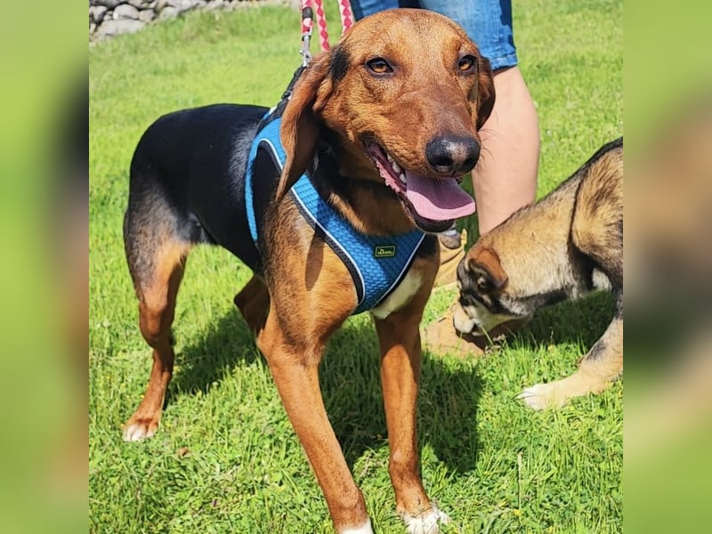 Tilly sucht ihr forever Home❤️