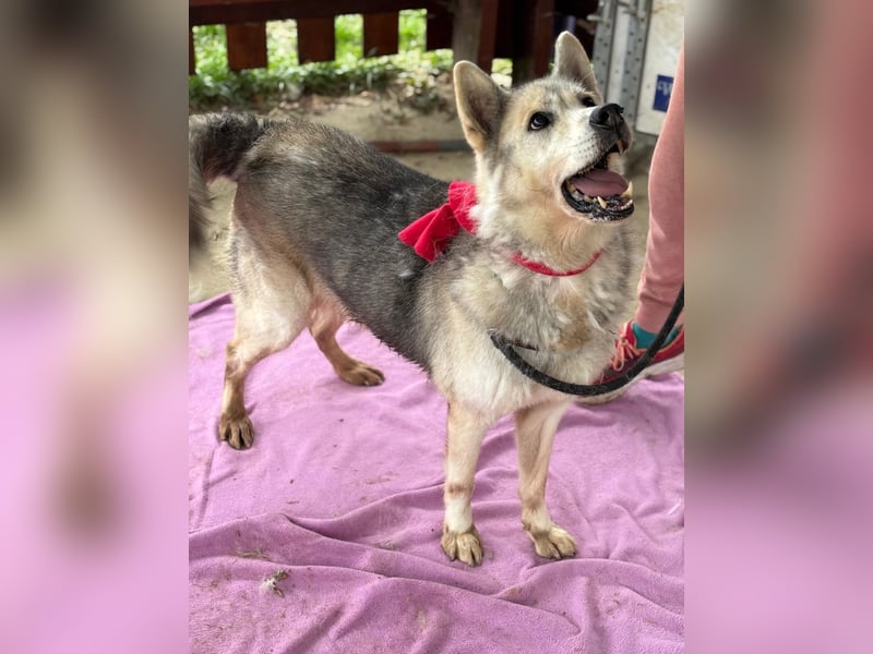 Oldie Dame Puca sucht ihr Zuhause❤️