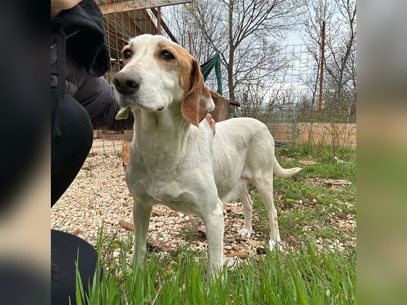 Irma sucht ein Zuhause ❤️