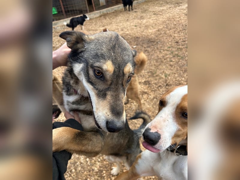 ARTHUR sucht seine Für-Immer-Familie❤️